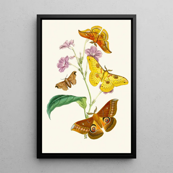 The Oriental Entomology Cabinet Pl XIII - John Obadiah Westwood — framed artwork on a wall