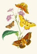 The Oriental Entomology Cabinet Pl XIII - John Obadiah Westwood — artwork view