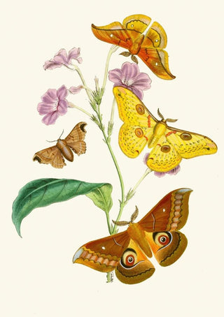 The Oriental Entomology Cabinet Pl XIII - John Obadiah Westwood — artwork view