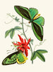 The Oriental Entomology Cabinet Pl XII - John Obadiah Westwood — artwork view