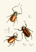 The Oriental Entomology Cabinet Pl XIV - John Obadiah Westwood — artwork view