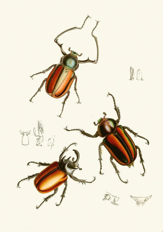 The Oriental Entomology Cabinet Pl XIV - John Obadiah Westwood — artwork view
