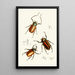 The Oriental Entomology Cabinet Pl XIV - John Obadiah Westwood — framed artwork on a wall