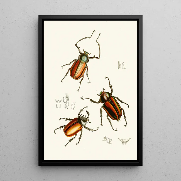 The Oriental Entomology Cabinet Pl XIV - John Obadiah Westwood — framed artwork on a wall