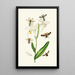 The Oriental Entomology Cabinet Plate XIX - John Obadiah Westwood — framed artwork on a wall