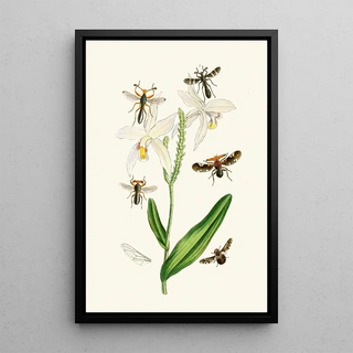The Oriental Entomology Cabinet Plate XIX - John Obadiah Westwood — framed artwork on a wall