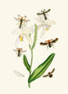 The Oriental Entomology Cabinet Plate XIX - John Obadiah Westwood — artwork view