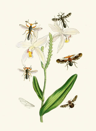 The Oriental Entomology Cabinet Plate XIX - John Obadiah Westwood — artwork view