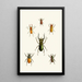 The Oriental Entomology Cabinet Pl XI - John Obadiah Westwood — framed artwork on a wall