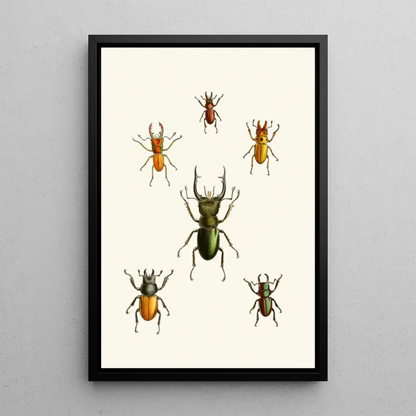The Oriental Entomology Cabinet Pl XI - John Obadiah Westwood — framed artwork on a wall