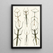 The Oriental Entomology Cabinet Pl XL - John Obadiah Westwood — framed artwork on a wall