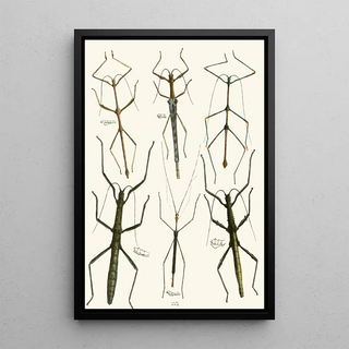 The Oriental Entomology Cabinet Pl XL - John Obadiah Westwood — framed artwork on a wall