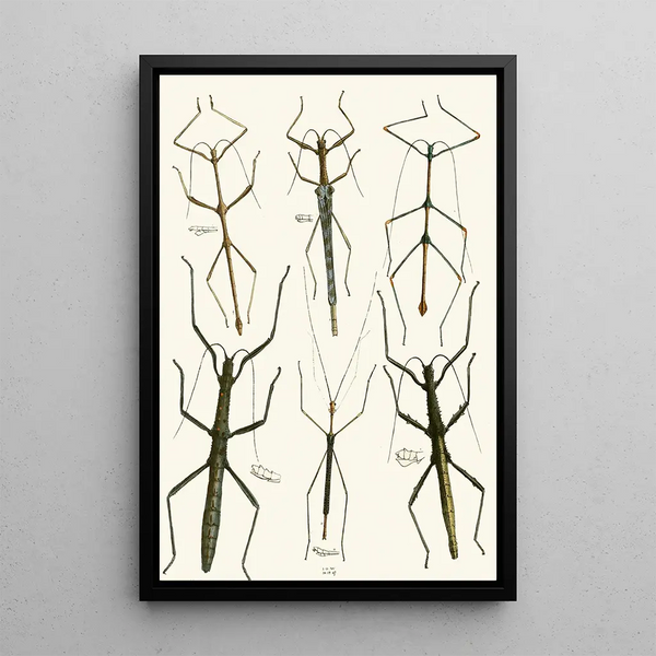 The Oriental Entomology Cabinet Pl XL - John Obadiah Westwood — framed artwork on a wall