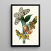 The Oriental Entomology Cabinet Pl XLI - John Obadiah Westwood — artwork view
