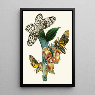 The Oriental Entomology Cabinet Pl XLI - John Obadiah Westwood — artwork view