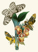 The Oriental Entomology Cabinet Pl XLI - John Obadiah Westwood — framed artwork on a wall
