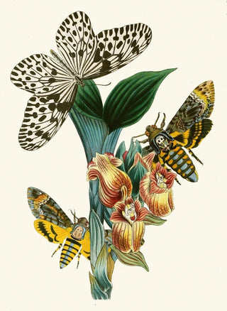 The Oriental Entomology Cabinet Pl XLI - John Obadiah Westwood — framed artwork on a wall