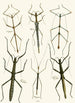 The Oriental Entomology Cabinet Pl XL - John Obadiah Westwood — artwork view