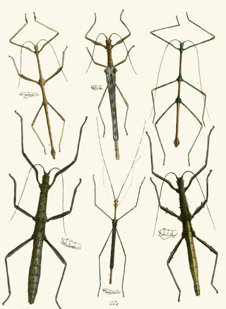 The Oriental Entomology Cabinet Pl XL - John Obadiah Westwood — artwork view