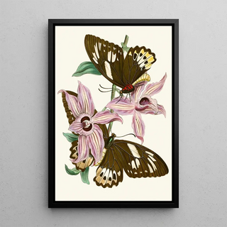 The Oriental Entomology Cabinet Pl XV - John Obadiah Westwood — framed artwork on a wall