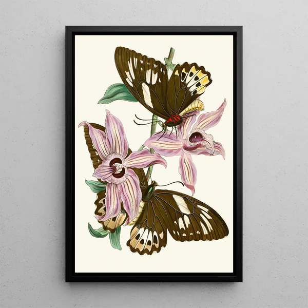 The Oriental Entomology Cabinet Pl XV - John Obadiah Westwood — framed artwork on a wall