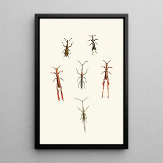 The Oriental Entomology Cabinet Pl XVI - John Obadiah Westwood — framed artwork on a wall