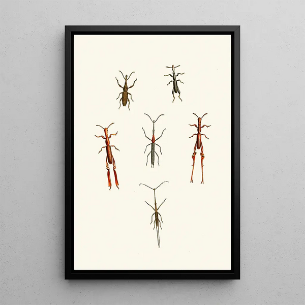 The Oriental Entomology Cabinet Pl XVI - John Obadiah Westwood — framed artwork on a wall