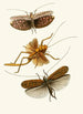 The Oriental Entomology Cabinet Pl XVII - John Obadiah Westwood — artwork view