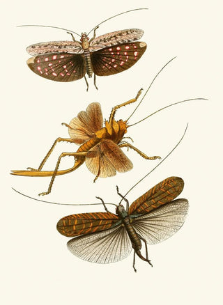 The Oriental Entomology Cabinet Pl XVII - John Obadiah Westwood — artwork view