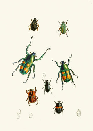 The Oriental Entomology Cabinet Pl XVIII - John Obadiah Westwood — artwork view