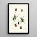 The Oriental Entomology Cabinet Pl XVIII - John Obadiah Westwood — framed artwork on a wall