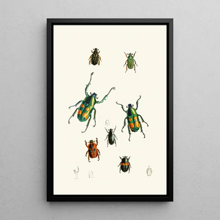 The Oriental Entomology Cabinet Pl XVIII - John Obadiah Westwood — framed artwork on a wall