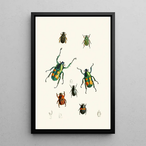 The Oriental Entomology Cabinet Pl XVIII - John Obadiah Westwood — framed artwork on a wall