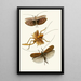 The Oriental Entomology Cabinet Pl XVII - John Obadiah Westwood — framed artwork on a wall
