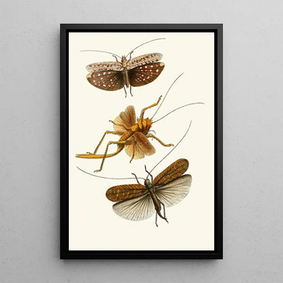 The Oriental Entomology Cabinet Pl XVII - John Obadiah Westwood — framed artwork on a wall