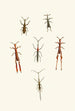 The Oriental Entomology Cabinet Pl XVI - John Obadiah Westwood — artwork view