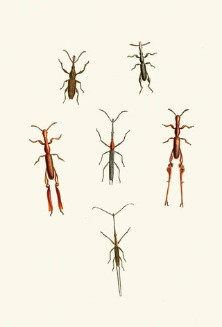 The Oriental Entomology Cabinet Pl XVI - John Obadiah Westwood — artwork view