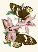 The Oriental Entomology Cabinet Pl XV - John Obadiah Westwood — artwork view