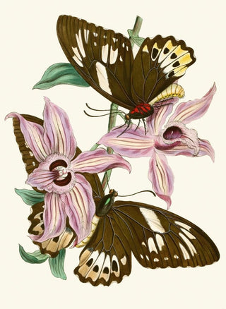 The Oriental Entomology Cabinet Pl XV - John Obadiah Westwood — artwork view