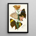 The Oriental Entomology Cabinet Pl XX - John Obadiah Westwood — framed artwork on a wall