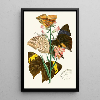 The Oriental Entomology Cabinet Pl XX - John Obadiah Westwood — framed artwork on a wall