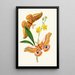 The Oriental Entomology Cabinet Pl XXI - John Obadiah Westwood — framed artwork on a wall