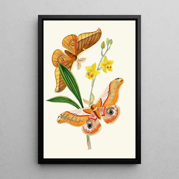The Oriental Entomology Cabinet Pl XXI - John Obadiah Westwood — framed artwork on a wall