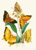 The Oriental Entomology Cabinet Pl XXII - John Obadiah Westwood — artwork view