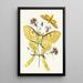 The Oriental Entomology Cabinet Pl XXIII - John Obadiah Westwood — framed artwork on a wall