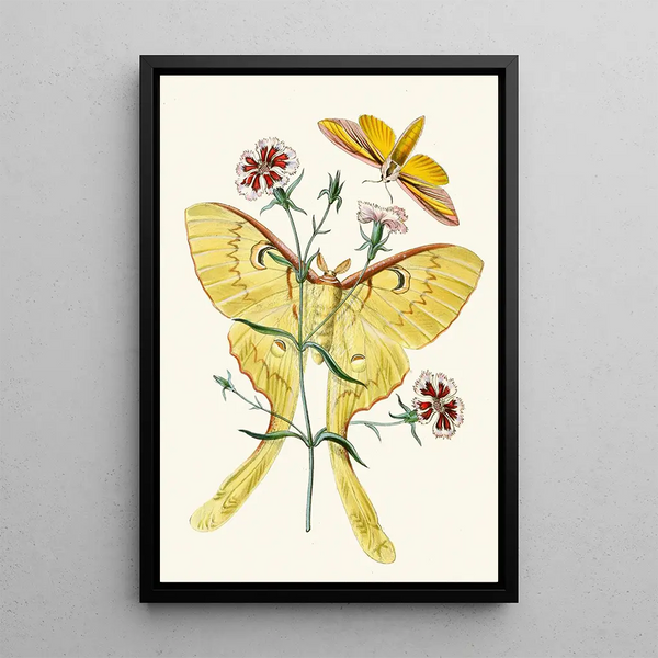 The Oriental Entomology Cabinet Pl XXIII - John Obadiah Westwood — framed artwork on a wall