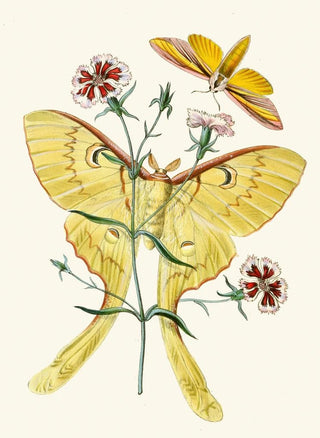 The Oriental Entomology Cabinet Pl XXIII - John Obadiah Westwood — artwork view