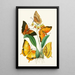 The Oriental Entomology Cabinet Pl XXII - John Obadiah Westwood — framed artwork on a wall