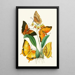 The Oriental Entomology Cabinet Pl XXII - John Obadiah Westwood — framed artwork on a wall
