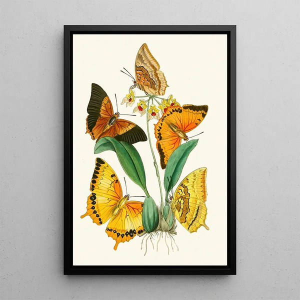 The Oriental Entomology Cabinet Pl XXII - John Obadiah Westwood — framed artwork on a wall